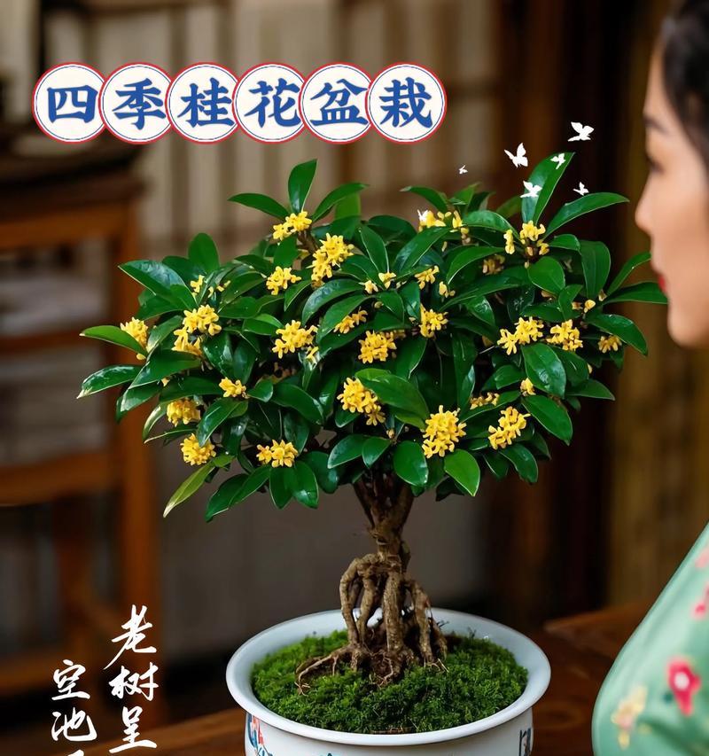 桂花花期后的护理（如何维护桂花的健康和美丽）-第1张图片-绿意生活