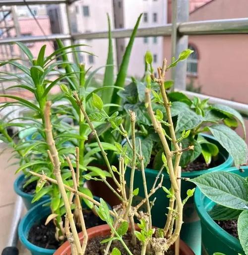 茉莉花开（探寻剪花艺术的奥秘，以茉莉花开为例）-第2张图片-绿意生活