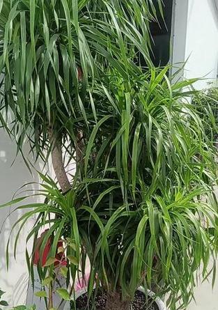 龙须树换盆后的浇水技巧（让龙须树健康成长的小秘密）-第1张图片-绿意生活