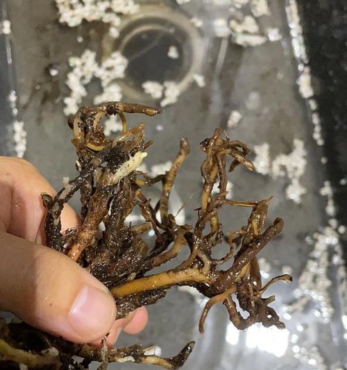 以花烂根时根的本质揭示（从生命之源看植物衰亡的过程与原因）-第3张图片-绿意生活