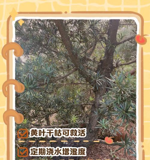 罗汉松换盆后的浇水技巧（水分不可多不可少，如何掌握浇水时机？）-第2张图片-绿意生活