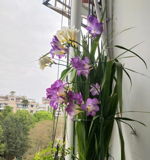 小苍兰不开花的原因及解决方法（探究小苍兰不开花的原因，为你提供解决之道）-第1张图片-绿意生活