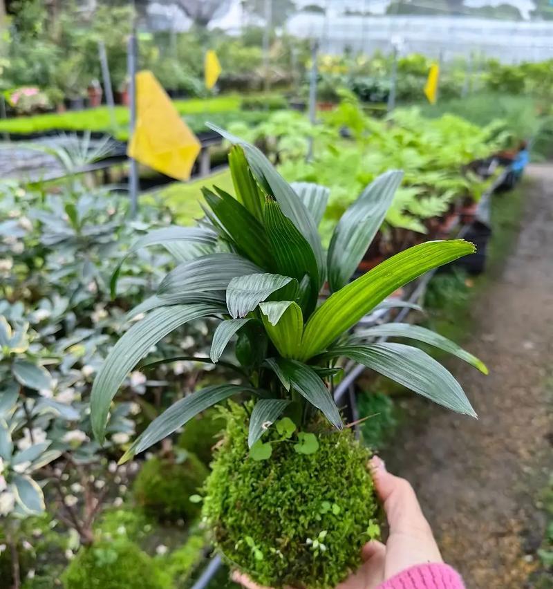 青苔养护全攻略——打造迷人盆景（从喷水到调湿，青苔养护技巧大揭秘）-第1张图片-绿意生活