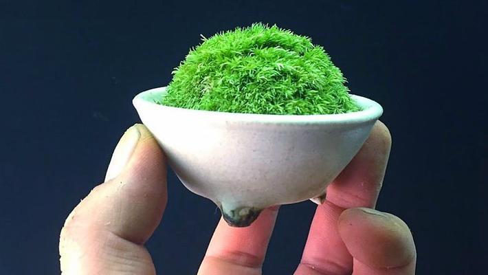 青苔养护全攻略——打造迷人盆景（从喷水到调湿，青苔养护技巧大揭秘）-第2张图片-绿意生活