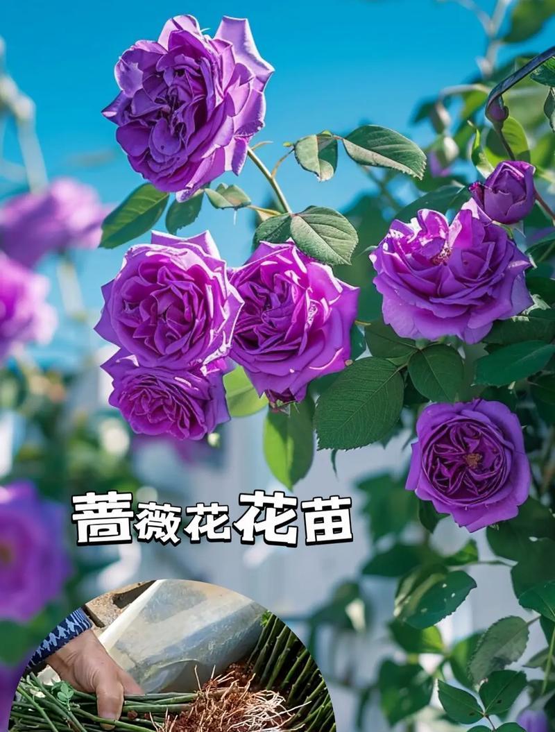 蔷薇花花谢后的养护方法（花谢后该如何处理？15个方法助你让蔷薇重放芳华）-第2张图片-绿意生活