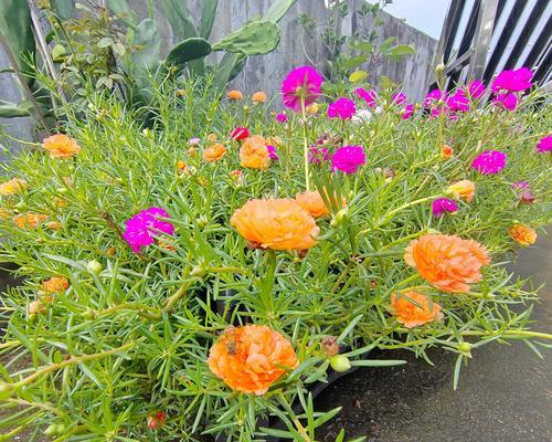 认识太阳花——一种美丽的多肉植物（探究太阳花的特点和养护方法）-第2张图片-绿意生活
