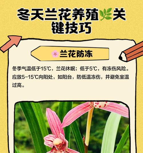 秋冬季兰花防虫害的有效方法（保护兰花免受虫害侵害的技巧与建议）-第1张图片-绿意生活