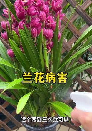 秋冬季兰花防虫害的有效方法（保护兰花免受虫害侵害的技巧与建议）-第3张图片-绿意生活