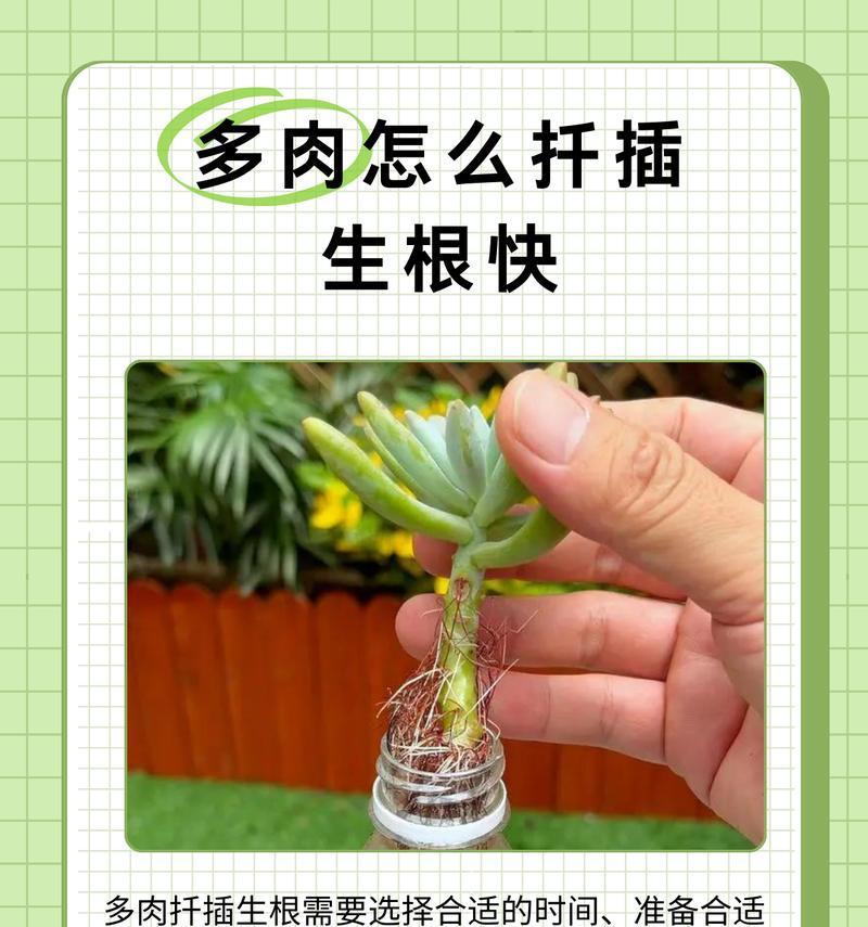 快速让仙人掌生根的方法（掌握这个技巧，让你的仙人掌迅速成长）-第3张图片-绿意生活