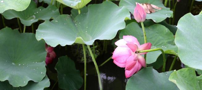 荷花的叶子生长过程（荷花叶子的形态与发展及其关键因素）-第3张图片-绿意生活