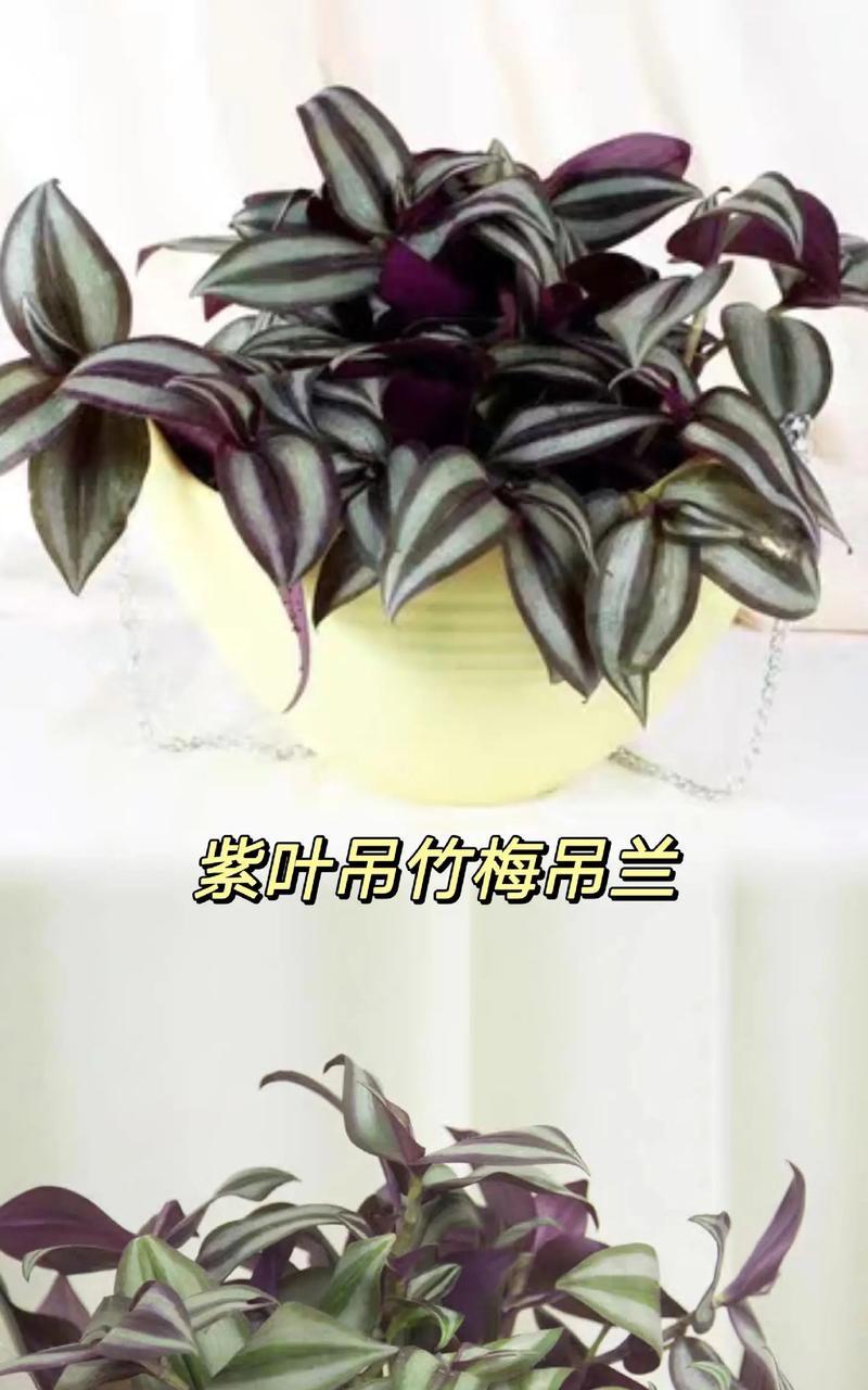 挽救干枯吊竹梅的秘诀（急救方法、养护技巧、悉心呵护）-第1张图片-绿意生活