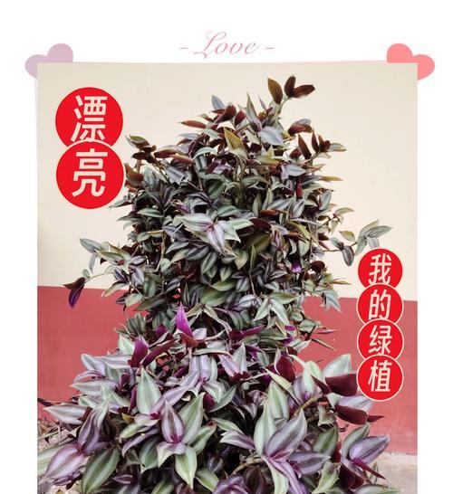 挽救干枯吊竹梅的秘诀（急救方法、养护技巧、悉心呵护）-第3张图片-绿意生活