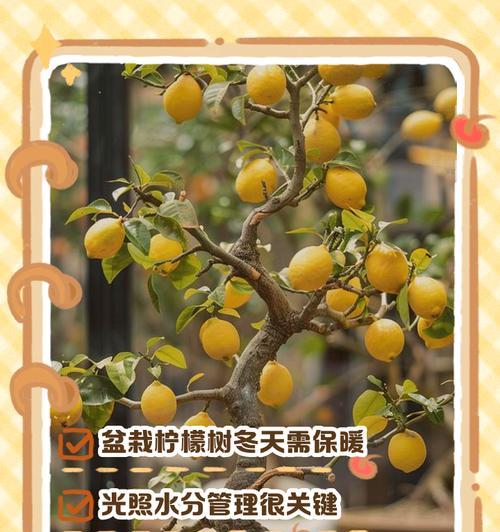 为什么柠檬树在冬天会掉叶子？（探究柠檬树冬季叶片凋落的原因和对策）-第2张图片-绿意生活