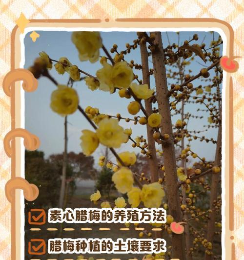 如何种植腊梅种子（腊梅种子种植指南及注意事项）-第2张图片-绿意生活