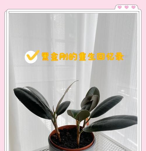 橡皮树生虫子怎么处理（应对橡皮树生虫子的方法和技巧）-第3张图片-绿意生活