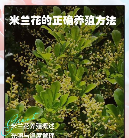 如何成功扦插米兰花？（掌握关键步骤，让米兰花生根发芽茁壮成长）-第2张图片-绿意生活