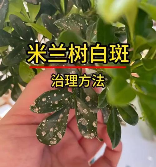 如何成功扦插米兰花？（掌握关键步骤，让米兰花生根发芽茁壮成长）-第3张图片-绿意生活