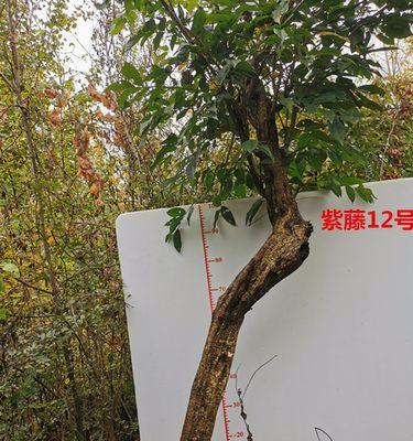 大型紫藤的盆栽技巧（打造庭院中的紫色海洋）-第1张图片-绿意生活