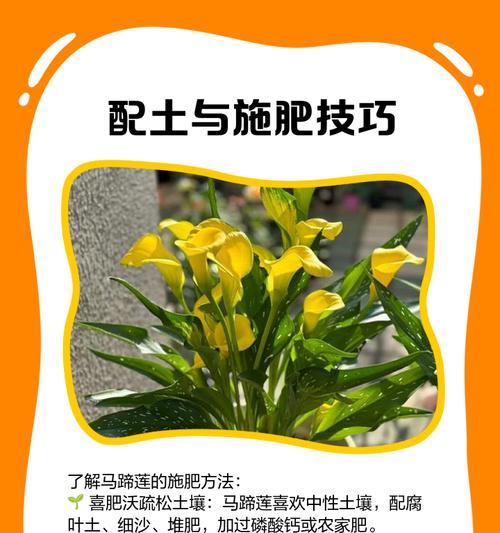 黄花马蹄莲的冬季养护指南（让你的黄花马蹄莲在严寒的冬季中绽放光彩）-第1张图片-绿意生活