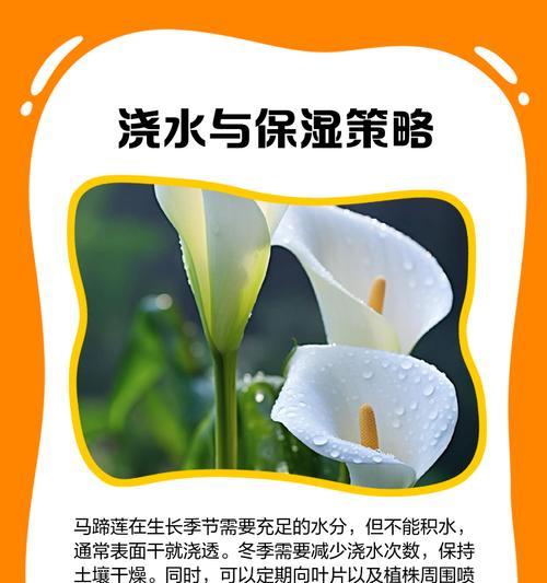 黄花马蹄莲的冬季养护指南（让你的黄花马蹄莲在严寒的冬季中绽放光彩）-第2张图片-绿意生活