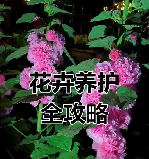如何给所有花儿施肥（有效施肥方法和技巧，提升花卉的生长）-第2张图片-绿意生活