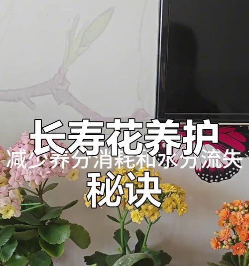 如何给所有花儿施肥（有效施肥方法和技巧，提升花卉的生长）-第1张图片-绿意生活