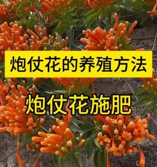 如何给所有花儿施肥（有效施肥方法和技巧，提升花卉的生长）-第3张图片-绿意生活