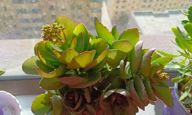 花卉养护的重要性及花朵死亡的原因（以花换土后为什么会导致花朵死亡？土壤改良和养护技巧是关键！）-第2张图片-绿意生活