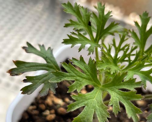 以蓝珠怎么浇水（细说蓝珠浇水技巧）-第2张图片-绿意生活