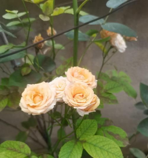 郁金香生虫问题的治理方法（有效防治郁金香生虫，保护花卉健康生长）-第3张图片-绿意生活