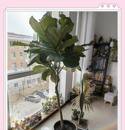 琴叶榕的种植与护理（用什么土养好琴叶榕？）-第2张图片-绿意生活