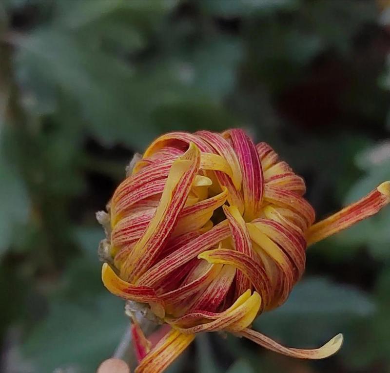 菊花花骨朵的成长和开放（探究菊花花骨朵的神奇魔力和开花时间）-第1张图片-绿意生活