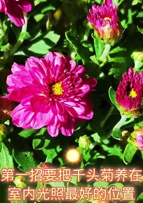 菊花花骨朵的成长和开放（探究菊花花骨朵的神奇魔力和开花时间）-第2张图片-绿意生活