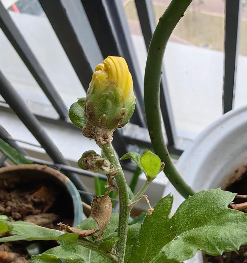 菊花花骨朵的成长和开放（探究菊花花骨朵的神奇魔力和开花时间）-第3张图片-绿意生活