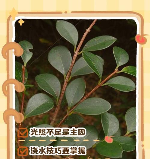 叶子发黑干枯的原因及处理方法（探索叶子变黑的原因及有效的护理方法）-第3张图片-绿意生活