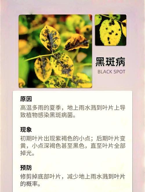 叶子发黑干枯的原因及处理方法（探索叶子变黑的原因及有效的护理方法）-第2张图片-绿意生活