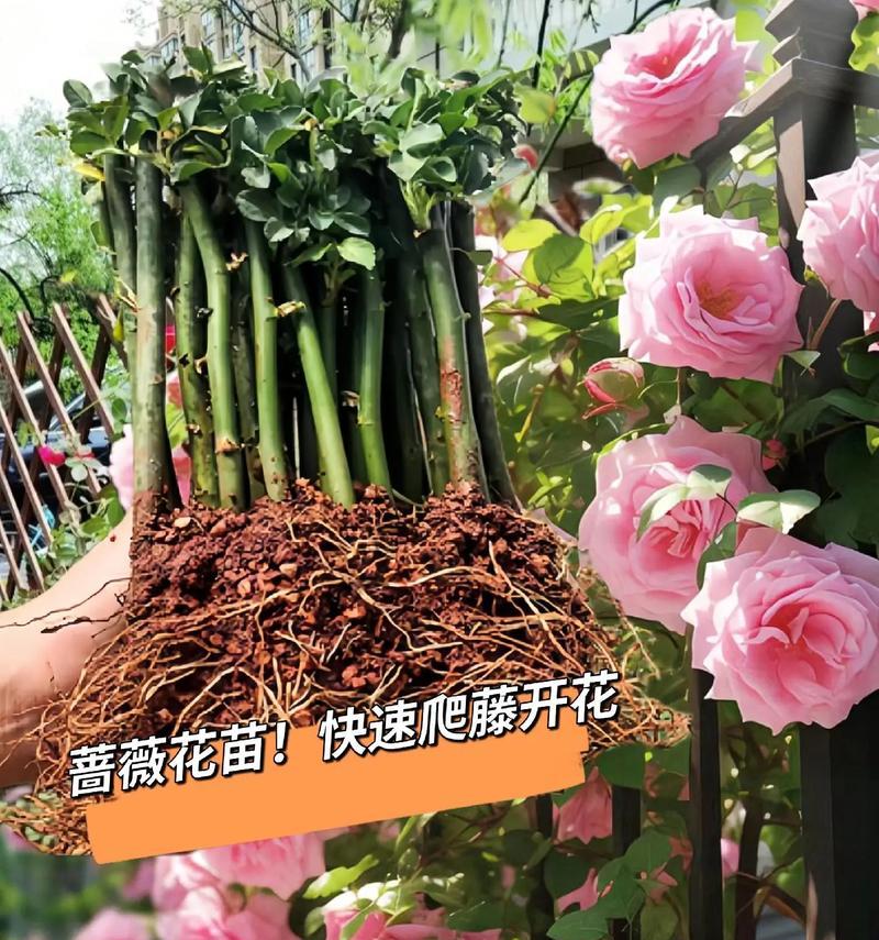 无根蔷薇的养护技巧（掌握关键步骤，让无根蔷薇绽放美丽）-第1张图片-绿意生活