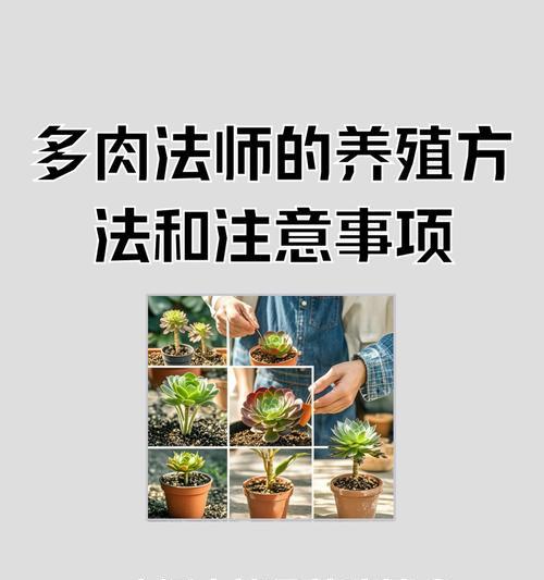 法师的叶子肥大之道（打造肥美叶子的秘密武器）-第1张图片-绿意生活
