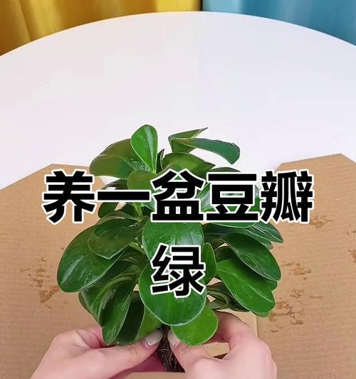 以豆瓣绿水培怎么生根（绿水培豆瓣种植指南）-第1张图片-绿意生活