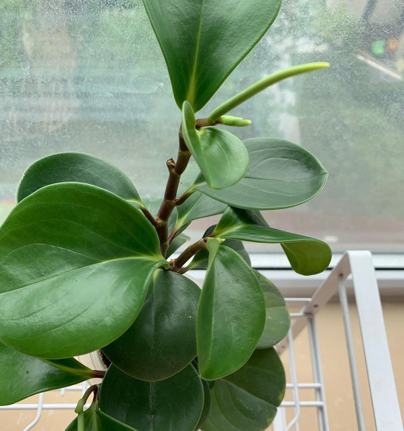 以豆瓣绿水培怎么生根（绿水培豆瓣种植指南）-第2张图片-绿意生活