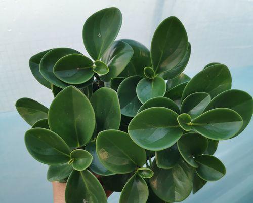 以豆瓣绿水培怎么生根（绿水培豆瓣种植指南）-第3张图片-绿意生活