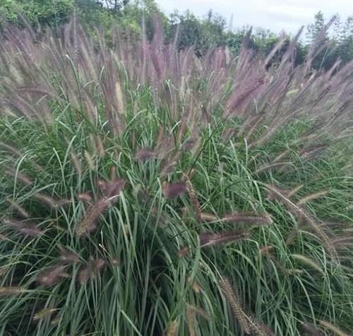 狼尾草的花期（探究狼尾草花期的特点和生态意义）-第1张图片-绿意生活