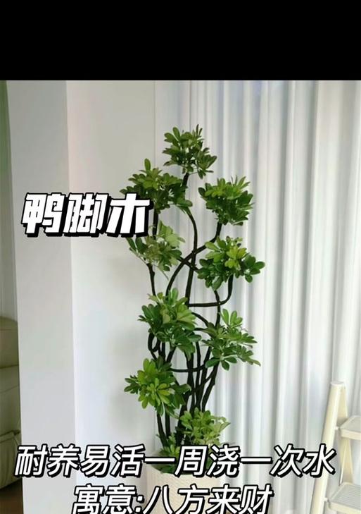 以步步高怎么养，打造健康活力的成长环境-第1张图片-绿意生活