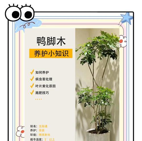 以步步高怎么养，打造健康活力的成长环境-第2张图片-绿意生活