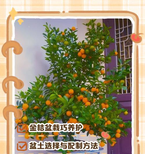 冬季金桔树养护指南（打造健康的金桔树，享受冬日芬芳）-第3张图片-绿意生活