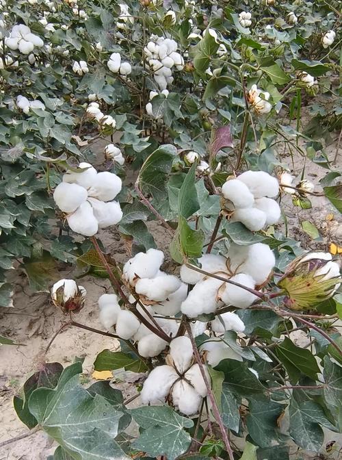 彩色棉花的奇妙世界（探秘不同颜色棉花的神奇之处）-第3张图片-绿意生活