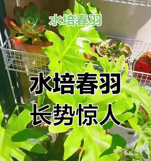 以水培春羽繁茂生长的秘诀（探秘春羽水培法，打造绿意盎然的室内花园）-第1张图片-绿意生活