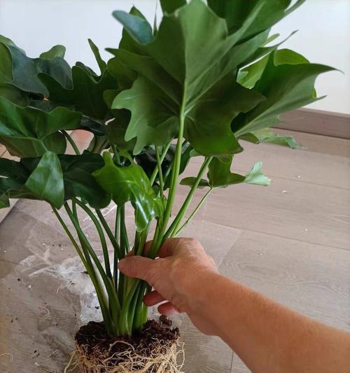 以水培春羽繁茂生长的秘诀（探秘春羽水培法，打造绿意盎然的室内花园）-第3张图片-绿意生活