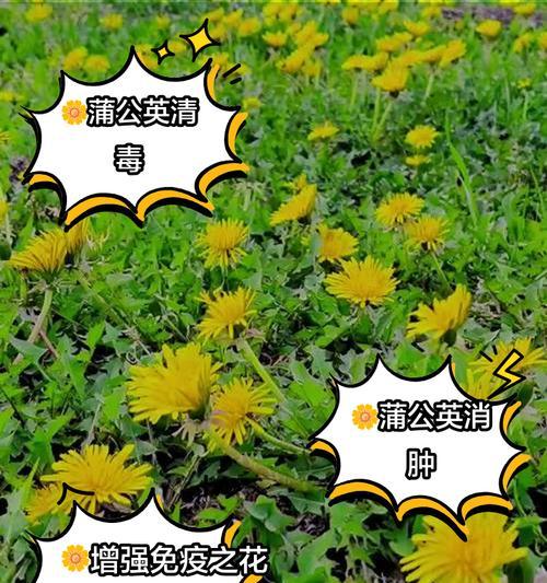 第三天蒲公英的花的变化与生命力（蒲公英的花瓣逐渐枯萎，但生命力依然顽强）-第3张图片-绿意生活