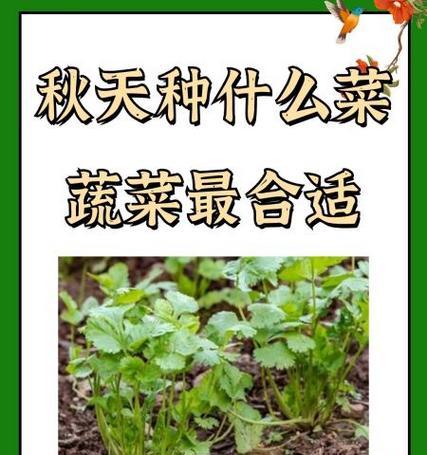 十二月种蔬菜指南（冬季蔬菜种植技巧，让你在十二月丰收）-第3张图片-绿意生活